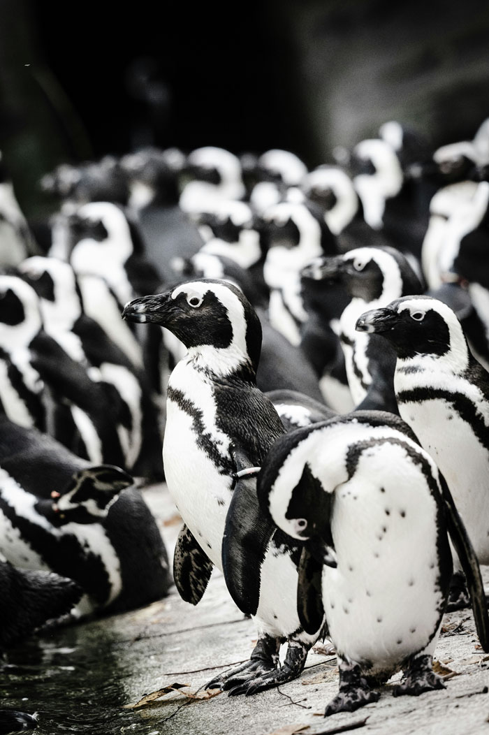 Zoo Nightmares: The 30 Animals Zookeepers Secretly Wish They Didn’t Have To Deal With
