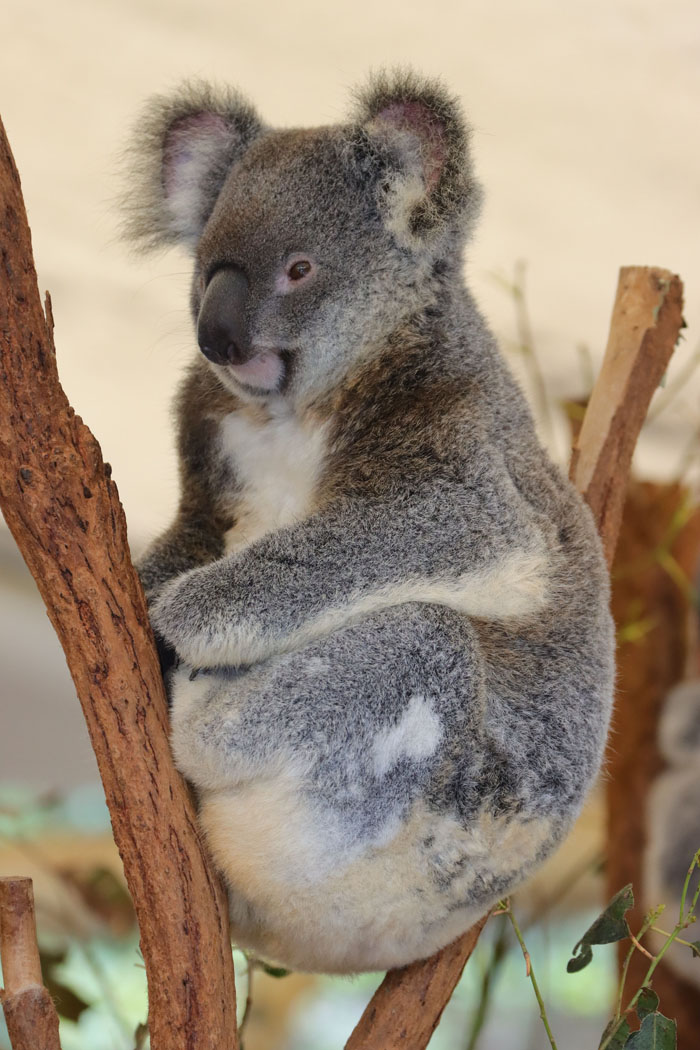 Zoo Nightmares: The 30 Animals Zookeepers Secretly Wish They Didn’t Have To Deal With