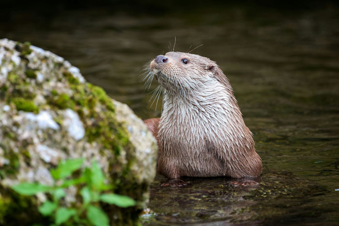 Zoo Nightmares: The 30 Animals Zookeepers Secretly Wish They Didn’t Have To Deal With