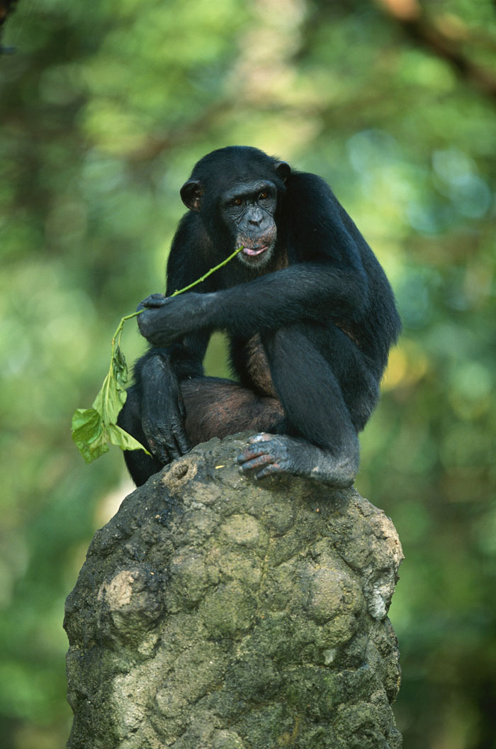 Zoo Nightmares: The 30 Animals Zookeepers Secretly Wish They Didn’t Have To Deal With