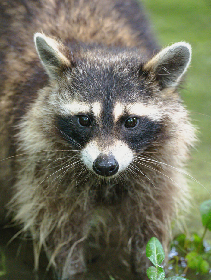 Zoo Nightmares: The 30 Animals Zookeepers Secretly Wish They Didn’t Have To Deal With