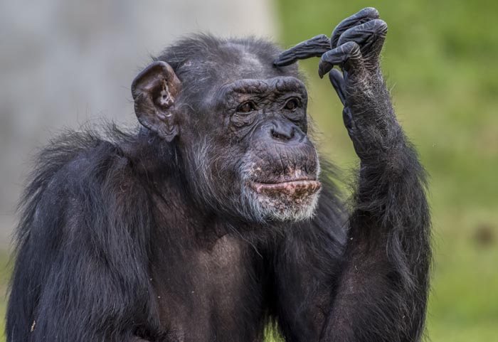Zoo Nightmares: The 30 Animals Zookeepers Secretly Wish They Didn’t Have To Deal With