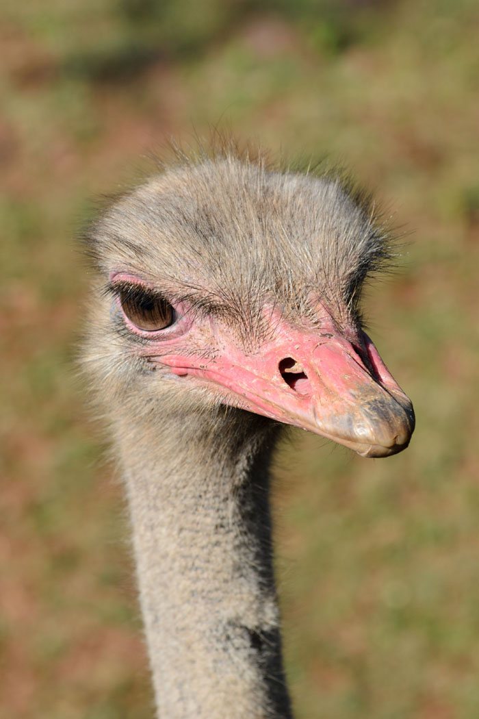 Zoo Nightmares: The 30 Animals Zookeepers Secretly Wish They Didn’t Have To Deal With
