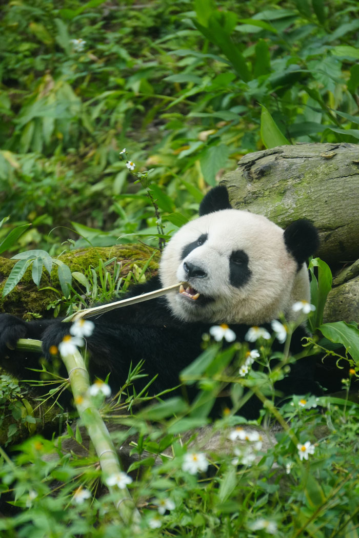 Zoo Nightmares: The 30 Animals Zookeepers Secretly Wish They Didn’t Have To Deal With