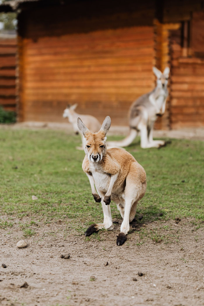 Zoo Nightmares: The 30 Animals Zookeepers Secretly Wish They Didn’t Have To Deal With