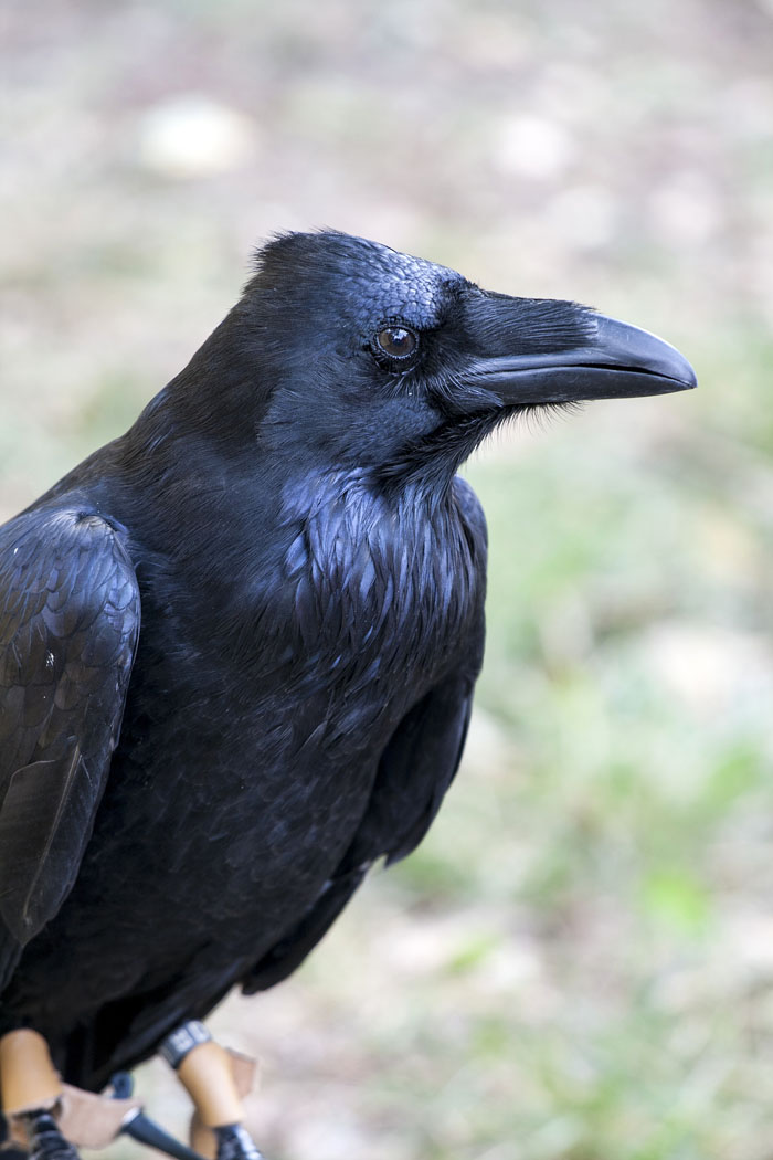 Zoo Nightmares: The 30 Animals Zookeepers Secretly Wish They Didn’t Have To Deal With