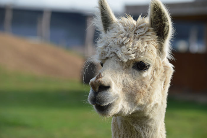 Zoo Nightmares: The 30 Animals Zookeepers Secretly Wish They Didn’t Have To Deal With