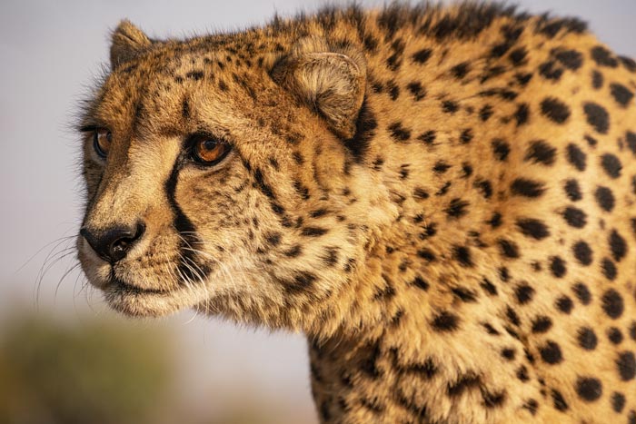Zoo Nightmares: The 30 Animals Zookeepers Secretly Wish They Didn’t Have To Deal With
