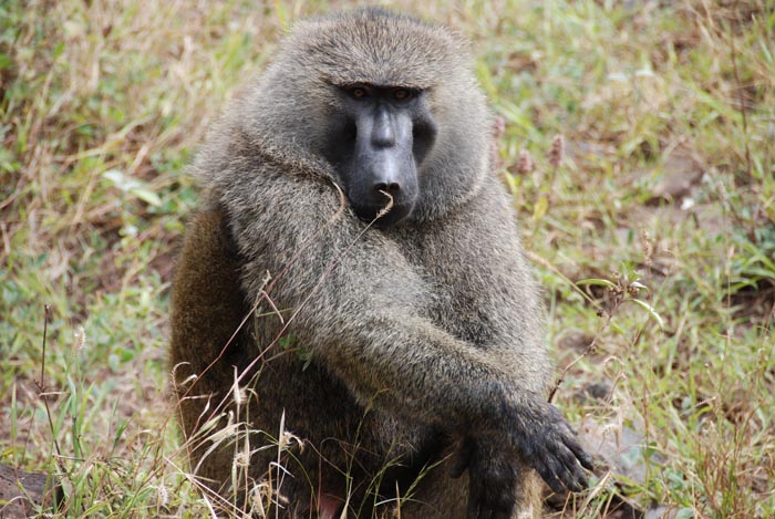 Zoo Nightmares: The 30 Animals Zookeepers Secretly Wish They Didn’t Have To Deal With