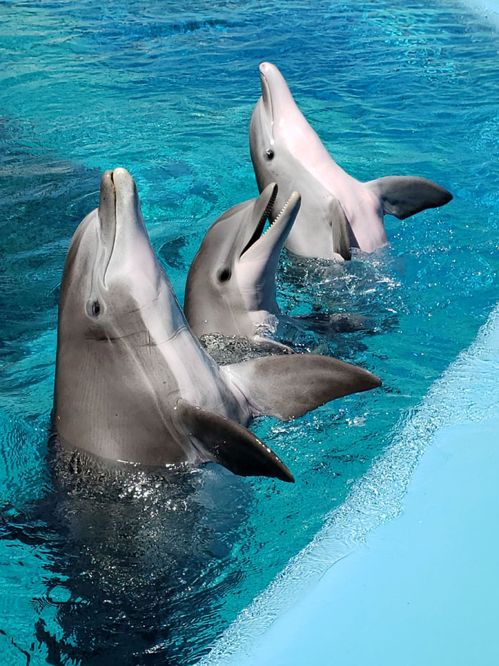 Zoo Nightmares: The 30 Animals Zookeepers Secretly Wish They Didn’t Have To Deal With