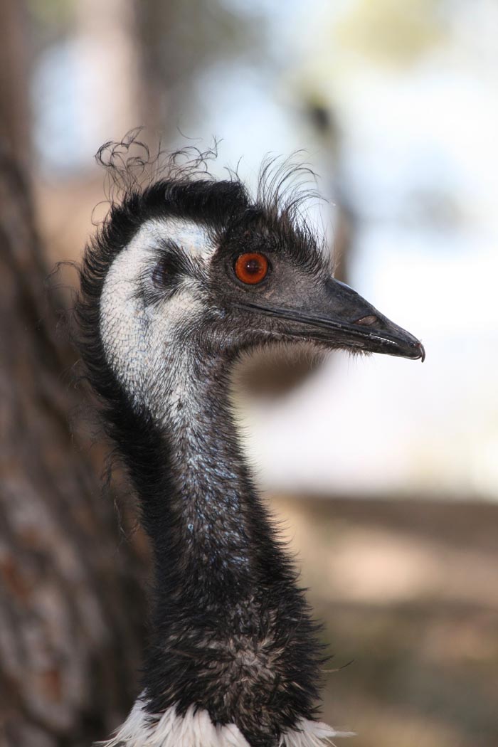 Zoo Nightmares: The 30 Animals Zookeepers Secretly Wish They Didn’t Have To Deal With
