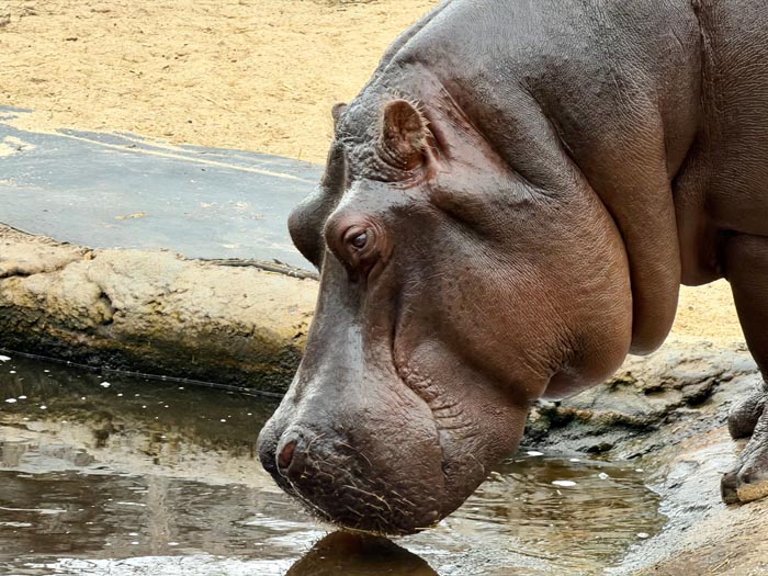 Zoo Nightmares: The 30 Animals Zookeepers Secretly Wish They Didn’t Have To Deal With
