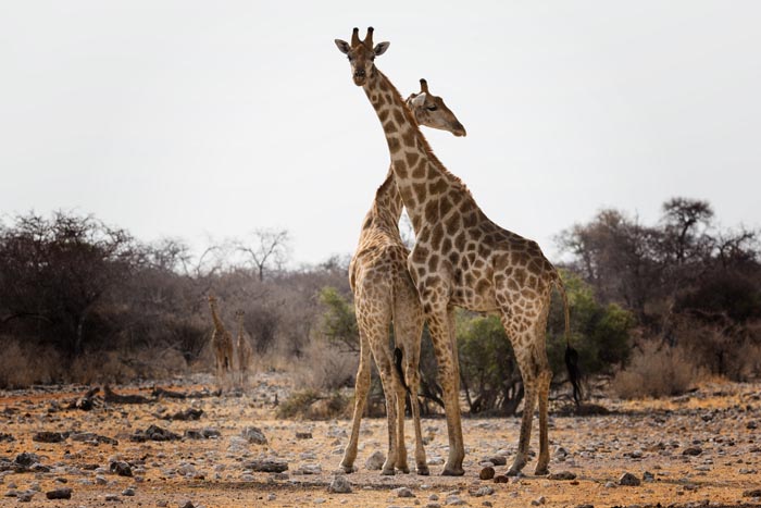 Zoo Nightmares: The 30 Animals Zookeepers Secretly Wish They Didn’t Have To Deal With