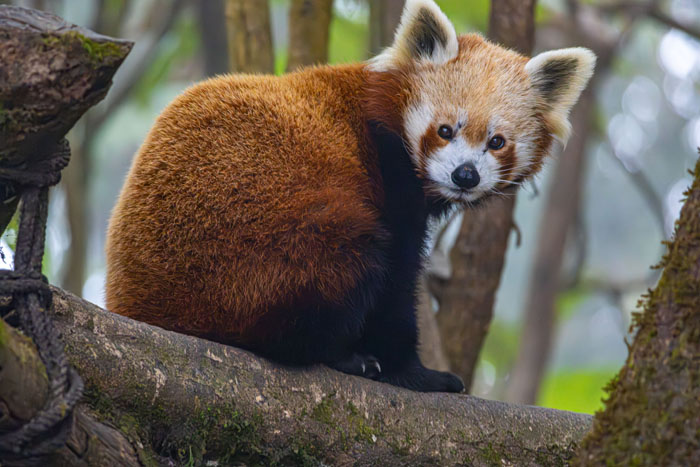 Zoo Nightmares: The 30 Animals Zookeepers Secretly Wish They Didn’t Have To Deal With