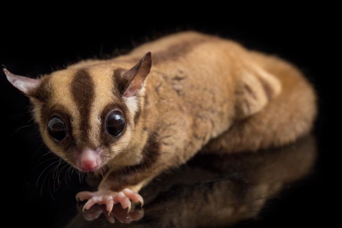 Zoo Nightmares: The 30 Animals Zookeepers Secretly Wish They Didn’t Have To Deal With