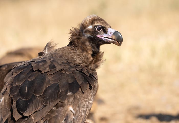 Zoo Nightmares: The 30 Animals Zookeepers Secretly Wish They Didn’t Have To Deal With