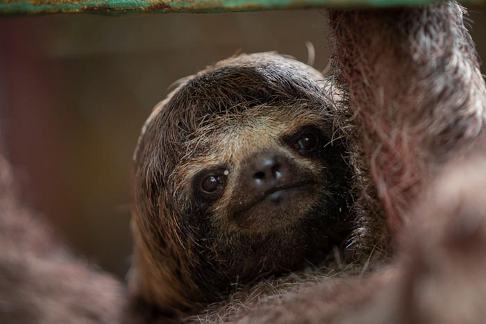 Zoo Nightmares: The 30 Animals Zookeepers Secretly Wish They Didn’t Have To Deal With