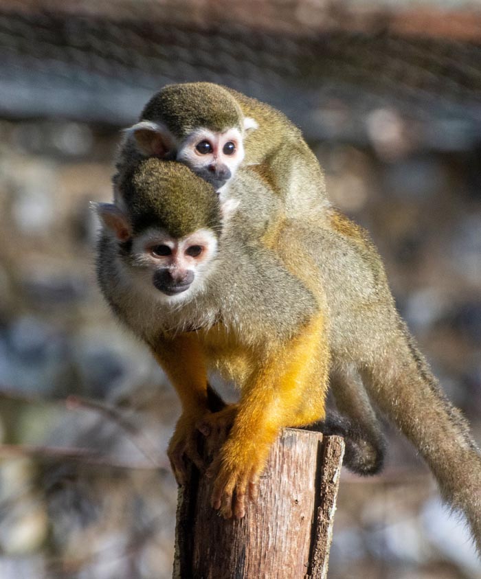 Zoo Nightmares: The 30 Animals Zookeepers Secretly Wish They Didn’t Have To Deal With