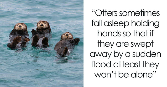 Wait, They Actually Shared These Awesome Facts?!