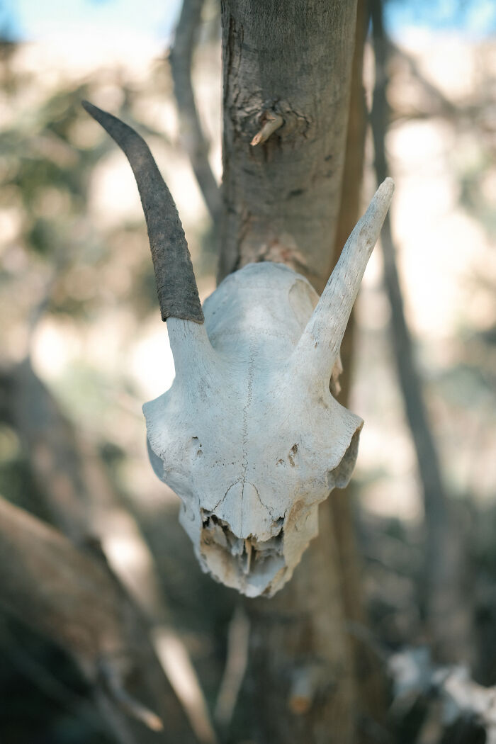 Spooky-but-Cool Gazelle Skull Found On Hengam Island