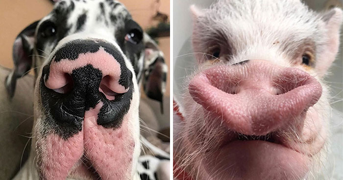 Wait, They Actually Made A Whole Collection Of Super Close-Up Animal Noses?!