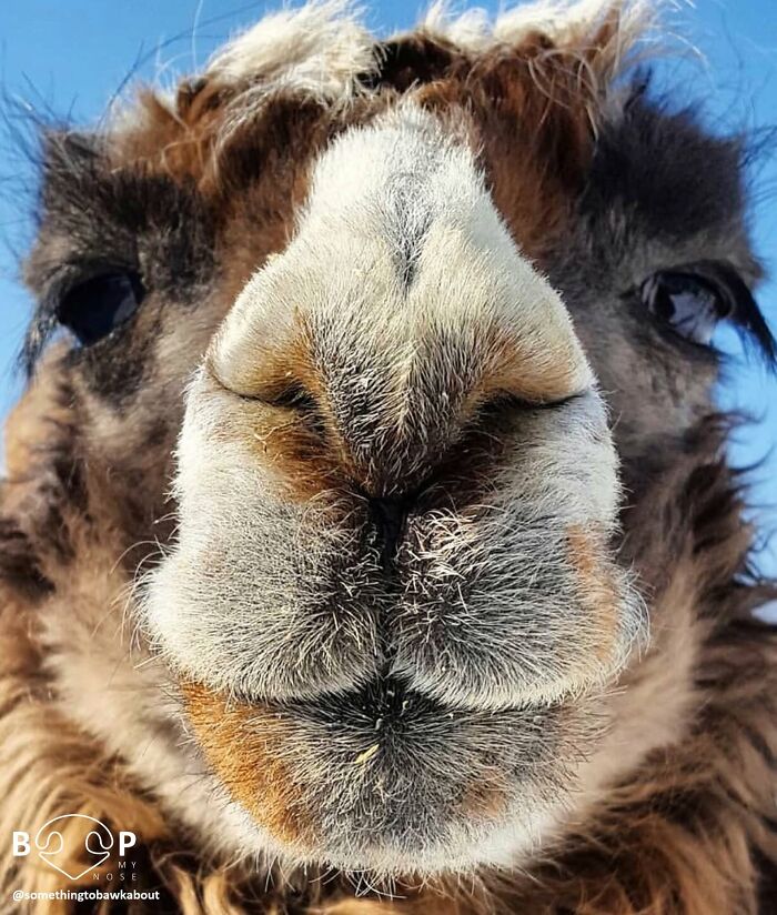 Wait, They Actually Made A Whole Collection Of Super Close-Up Animal Noses?!