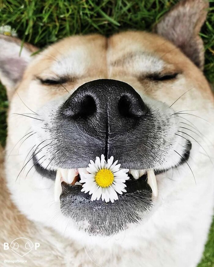 Wait, They Actually Made A Whole Collection Of Super Close-Up Animal Noses?!