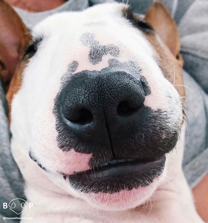 Wait, They Actually Made A Whole Collection Of Super Close-Up Animal Noses?!