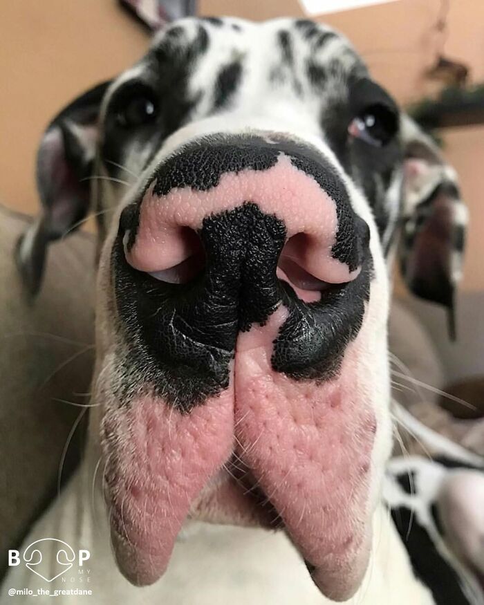 Wait, They Actually Made A Whole Collection Of Super Close-Up Animal Noses?!