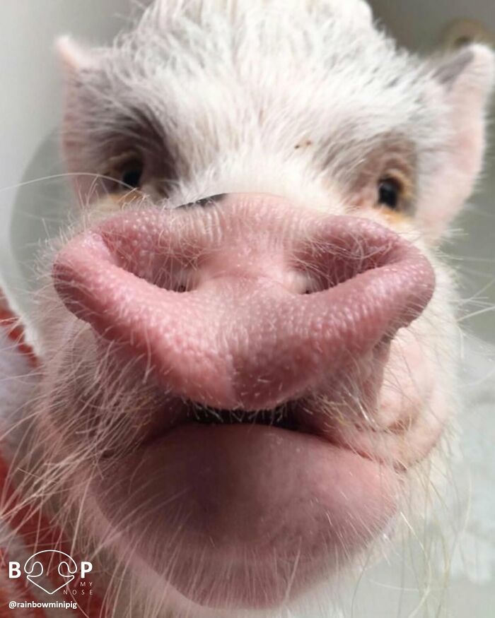 Wait, They Actually Made A Whole Collection Of Super Close-Up Animal Noses?!