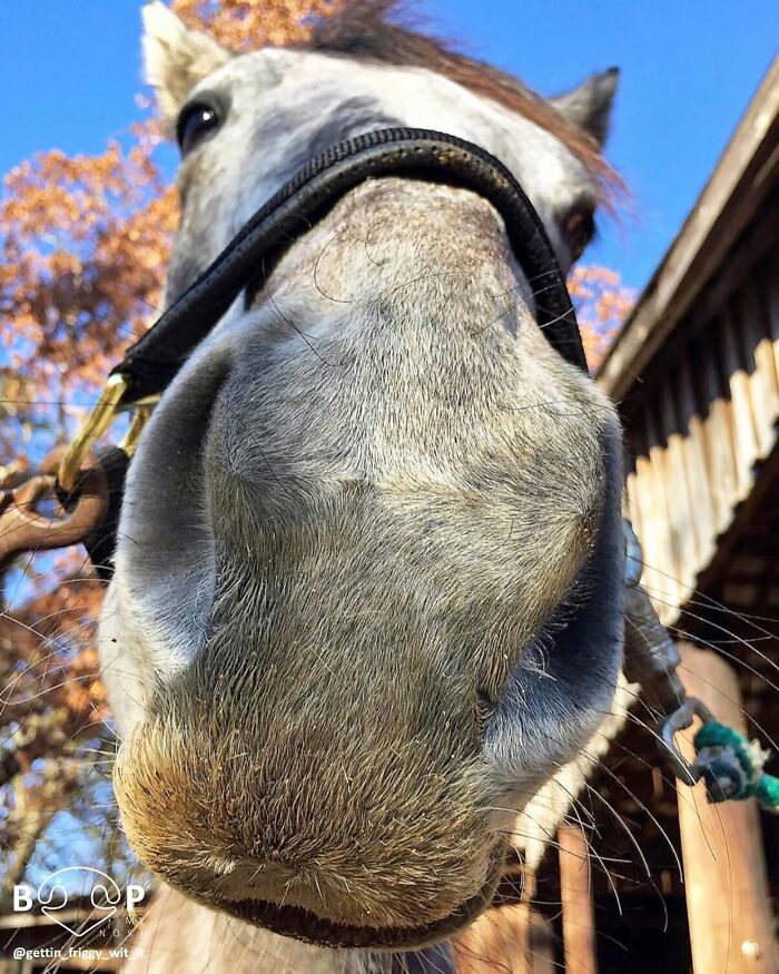 Wait, They Actually Made A Whole Collection Of Super Close-Up Animal Noses?!
