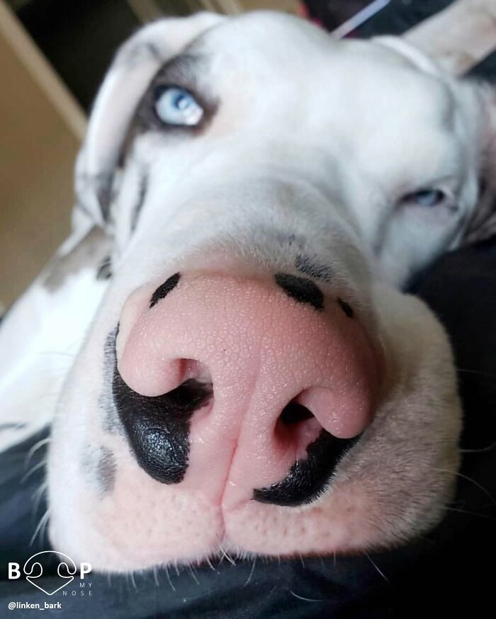 Wait, They Actually Made A Whole Collection Of Super Close-Up Animal Noses?!