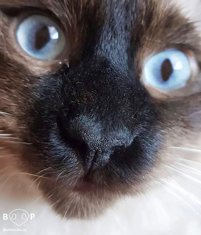 Wait, They Actually Made A Whole Collection Of Super Close-Up Animal Noses?!