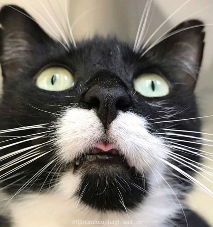 Wait, They Actually Made A Whole Collection Of Super Close-Up Animal Noses?!