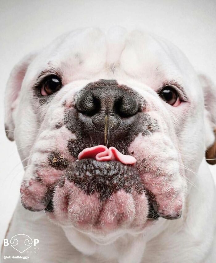 Wait, They Actually Made A Whole Collection Of Super Close-Up Animal Noses?!