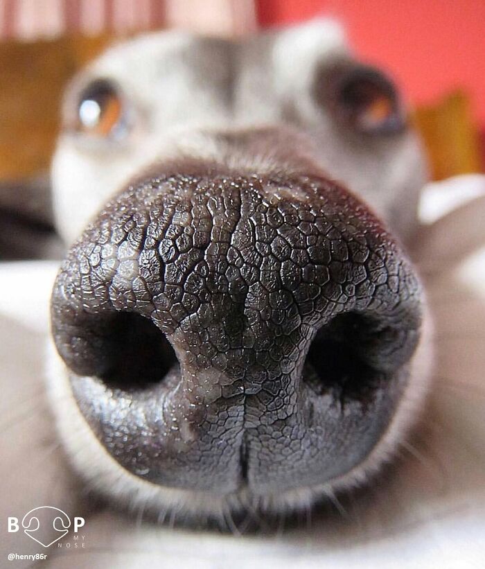 Wait, They Actually Made A Whole Collection Of Super Close-Up Animal Noses?!