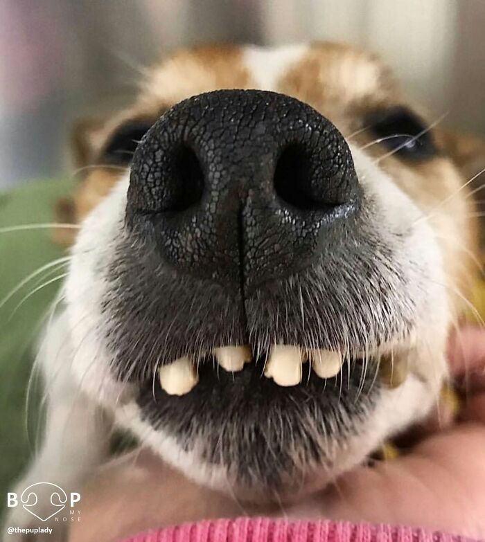 Wait, They Actually Made A Whole Collection Of Super Close-Up Animal Noses?!