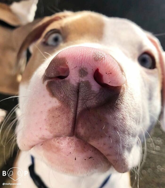 Wait, They Actually Made A Whole Collection Of Super Close-Up Animal Noses?!