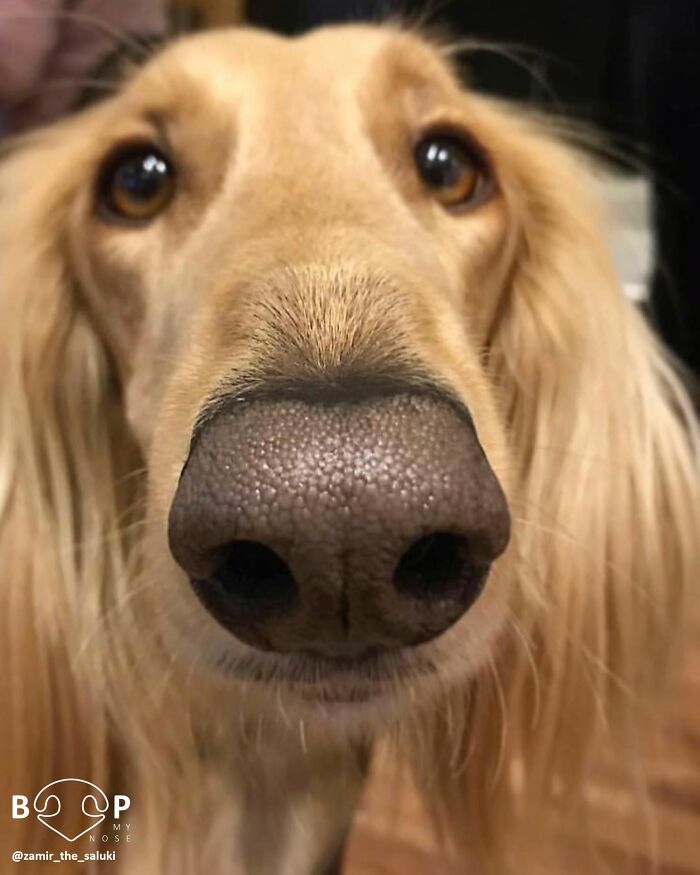 Wait, They Actually Made A Whole Collection Of Super Close-Up Animal Noses?!