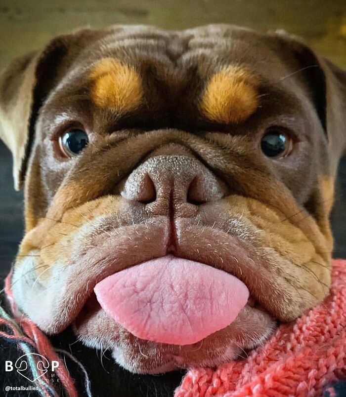 Wait, They Actually Made A Whole Collection Of Super Close-Up Animal Noses?!