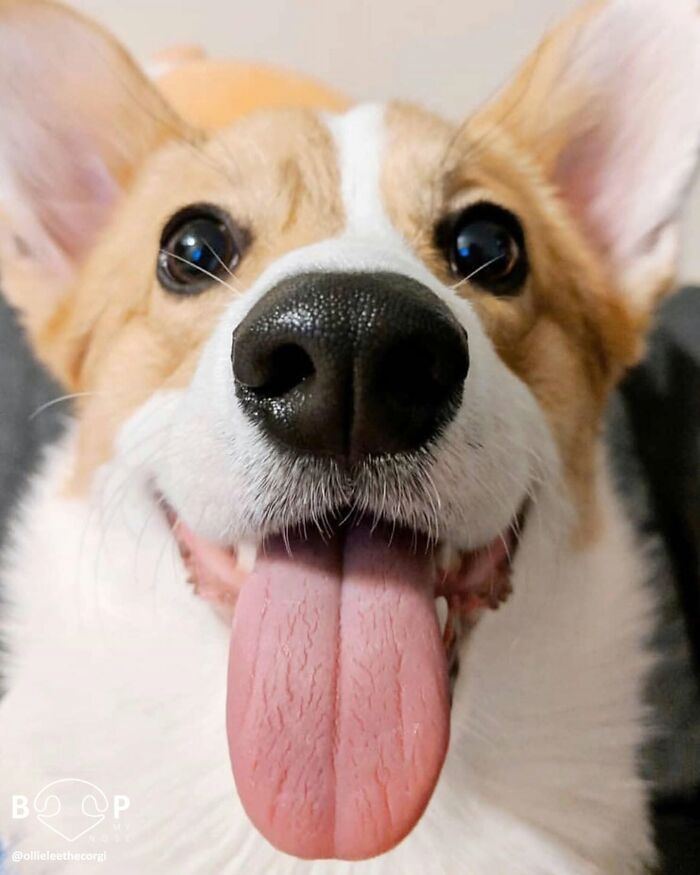Wait, They Actually Made A Whole Collection Of Super Close-Up Animal Noses?!