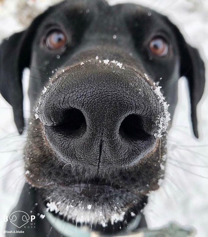 Wait, They Actually Made A Whole Collection Of Super Close-Up Animal Noses?!