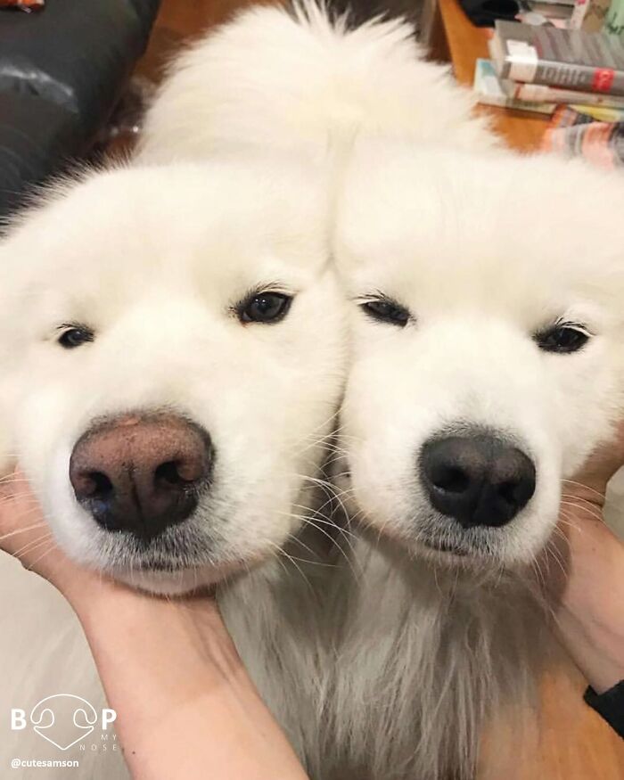 Wait, They Actually Made A Whole Collection Of Super Close-Up Animal Noses?!