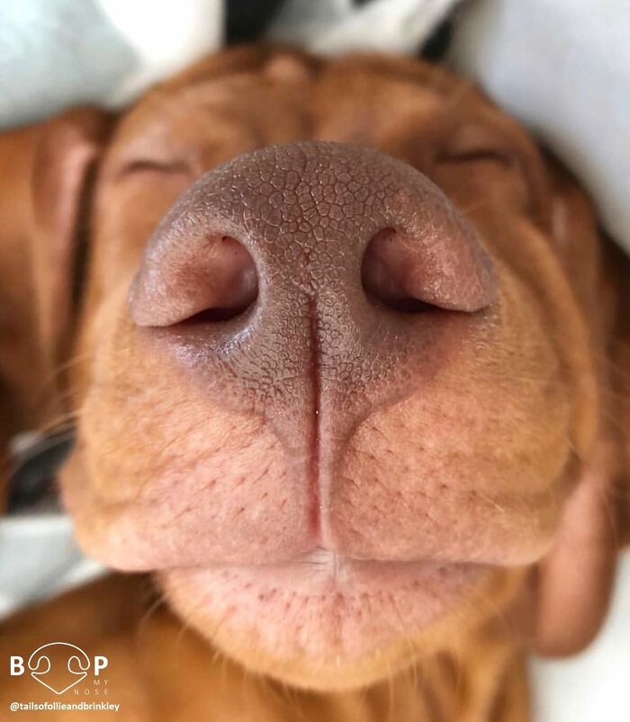 Wait, They Actually Made A Whole Collection Of Super Close-Up Animal Noses?!