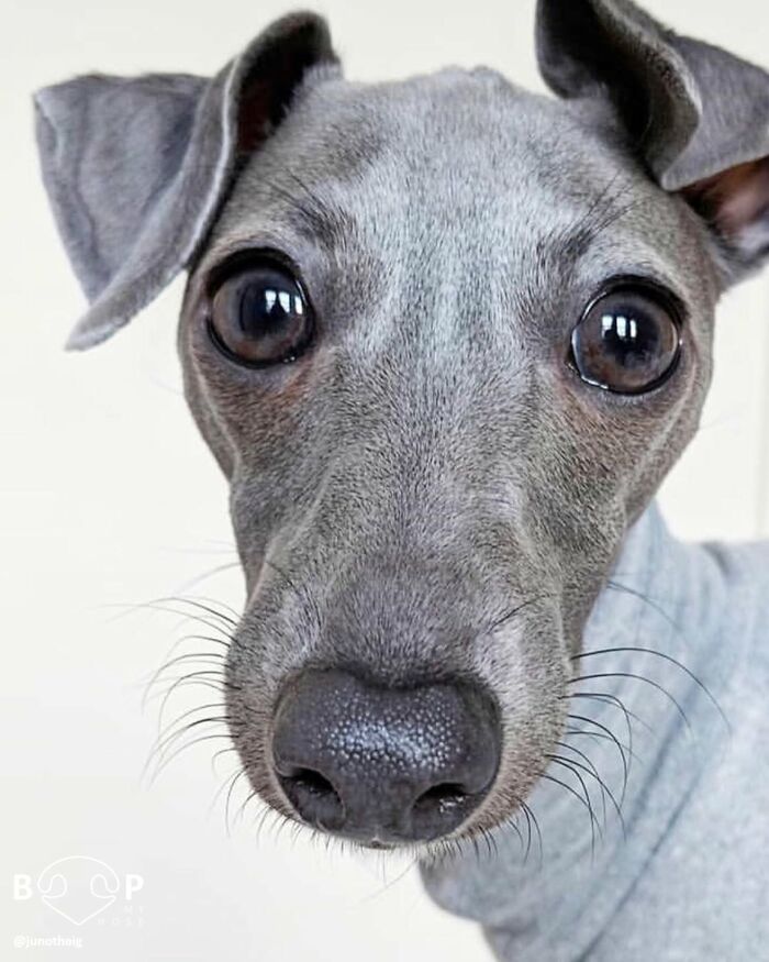 Wait, They Actually Made A Whole Collection Of Super Close-Up Animal Noses?!