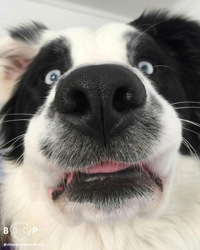 Wait, They Actually Made A Whole Collection Of Super Close-Up Animal Noses?!