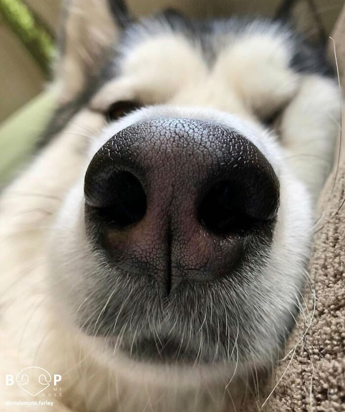 Wait, They Actually Made A Whole Collection Of Super Close-Up Animal Noses?!