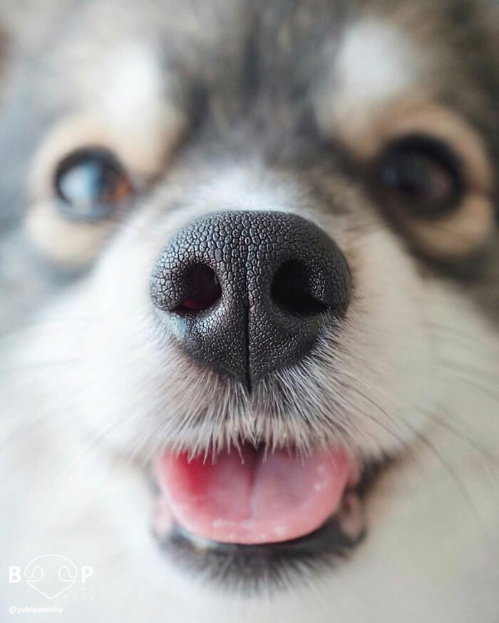 Wait, They Actually Made A Whole Collection Of Super Close-Up Animal Noses?!