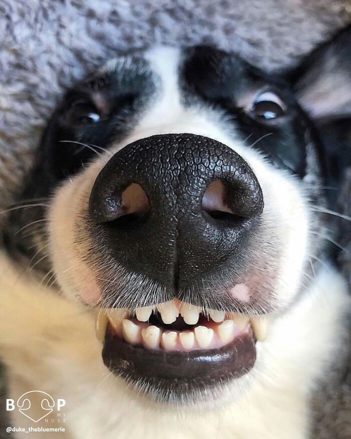 Wait, They Actually Made A Whole Collection Of Super Close-Up Animal Noses?!