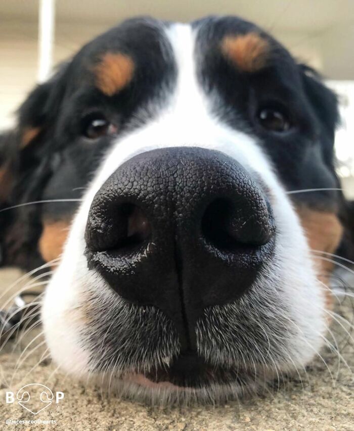 Wait, They Actually Made A Whole Collection Of Super Close-Up Animal Noses?!